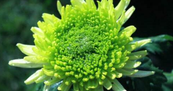 菊花的种类名称,菊花的品种都有什么色图4