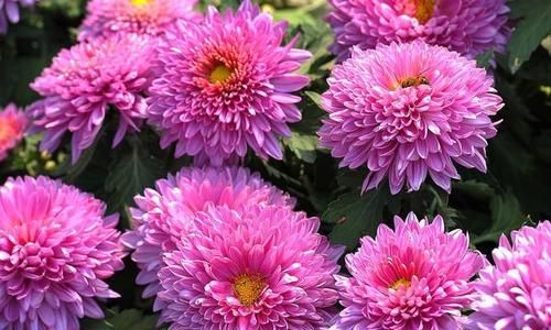 菊花的种类有哪些名称?