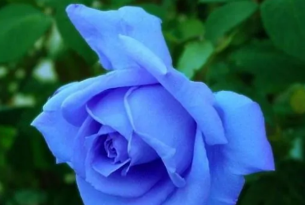 蓝色妖姬花语是什么意思,蓝色妖姬花语图1