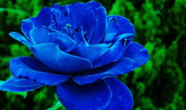 蓝色妖姬花语是什么意思,蓝色妖姬花语图2