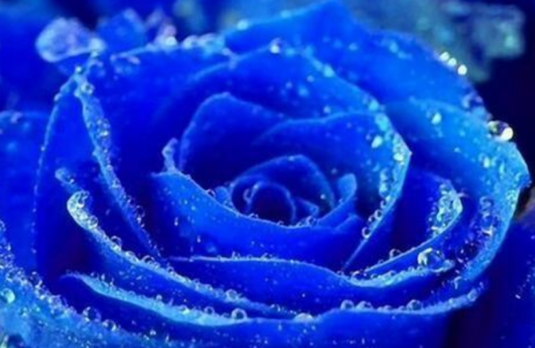 蓝色妖姬花语是什么意思,蓝色妖姬花语图4