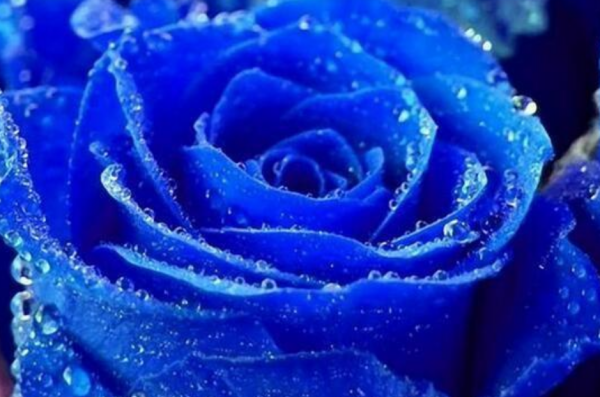 蓝色妖姬花语是什么意思,蓝色妖姬花语图3