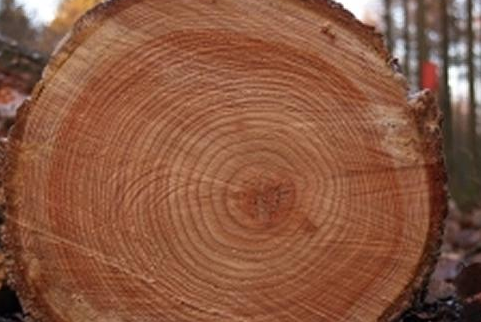 大自然有哪些指南针能辨别方向,大自然有哪些指南针图7