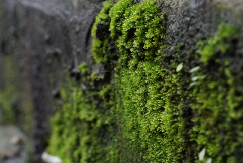 大自然有哪些指南针能辨别方向,大自然有哪些指南针图8