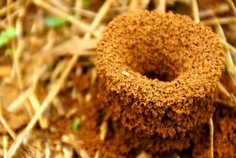 大自然有哪些指南针能辨别方向,大自然有哪些指南针图6