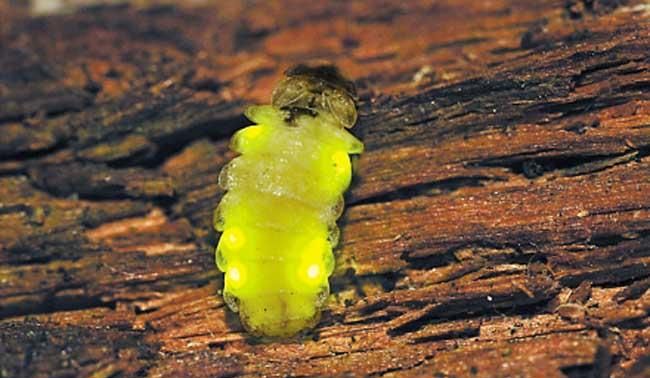 萤火虫吃什么，住哪