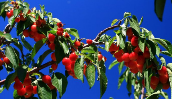 灌木丛生是什么意思,灌木丛生是什么意思图2