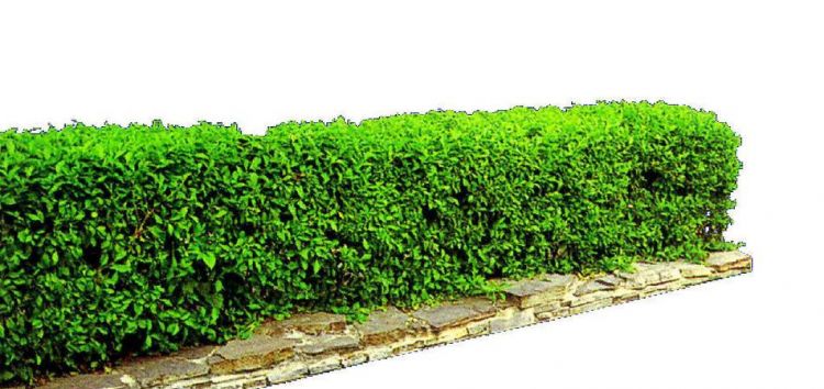 灌木丛的丛可以组什么词