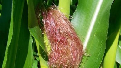 ​玉米须的功效与作用及食用方法，玉米须煮水的功效与作用,玉米须煮水的营养价值