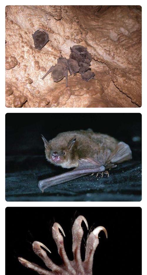 蝙蝠是怎么冬眠