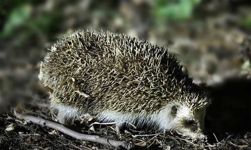 刺猬不冬眠会死吗