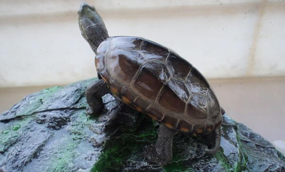 乌龟可以带上火车,乌龟能带上火车不?图2