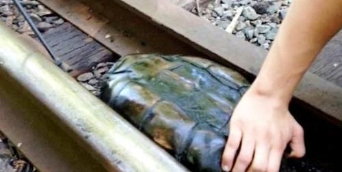 带乌龟能上火车吗