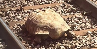 ​乌龟可以带上火车,乌龟能带上火车不?