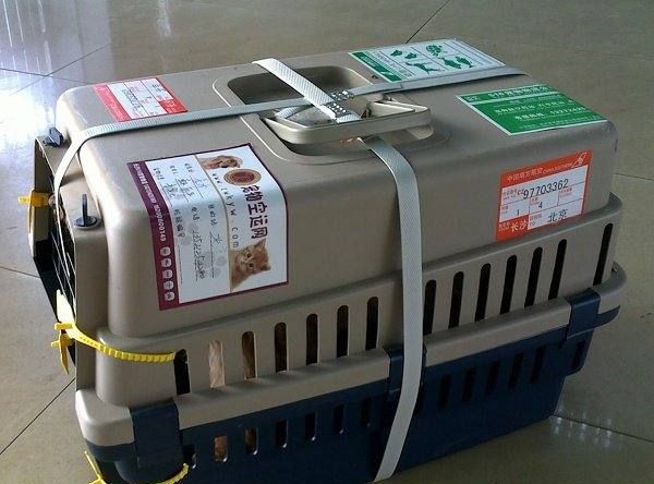 乌龟可以带上火车,乌龟能带上火车不?图4