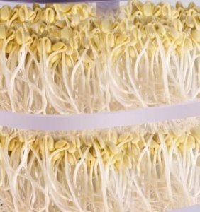 ​黄豆芽能放冰箱冻,黄豆芽能放冰箱几天