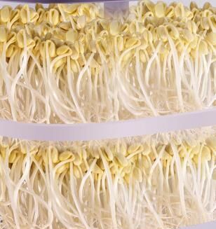 黄豆芽能放冰箱几天