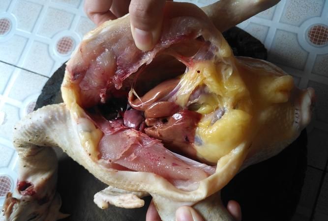 鸡苦胆的正确吃法和量