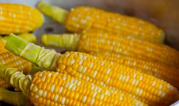 夏天新鲜玉米在常温下可以放多久