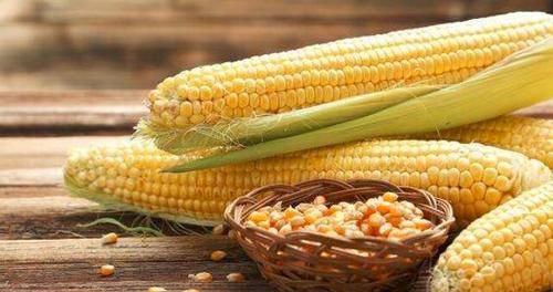 新鲜玉米可以放几天,玉米常温能放多久