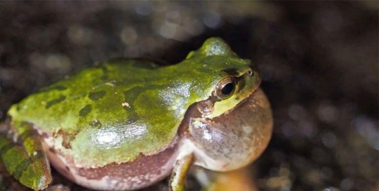 黄梅时节家家雨青草池塘处处蛙意思