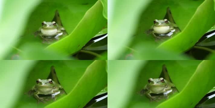 青蛙鸣叫的目的是什么,青蛙为什么要叫