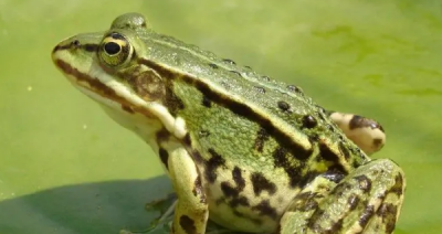 ​青蛙鸣叫的目的是什么,青蛙为什么要叫