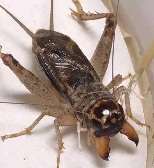 蟋蟀虫王之争 儿时回忆之蟋王之殇(1)