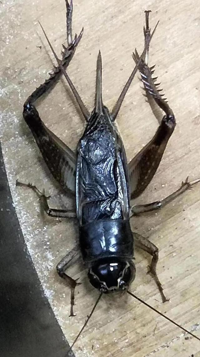 蟋蟀虫王之争 儿时回忆之蟋王之殇(4)