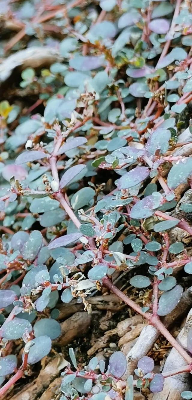 蟋蟀虫王之争 儿时回忆之蟋王之殇(2)