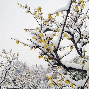 雪梅宋卢钺古诗全文(与梅并作十分春)(3)