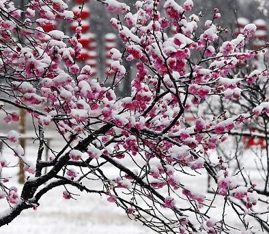 雪梅宋卢钺古诗全文(与梅并作十分春)(2)