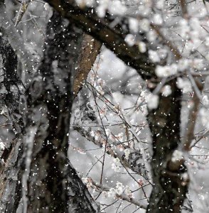 ​雪梅宋卢钺古诗全文（与梅并作十分春）