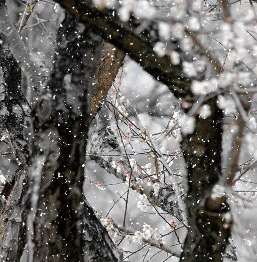 雪梅宋卢钺古诗全文(与梅并作十分春)(1)