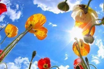 ​一路芬芳的含义