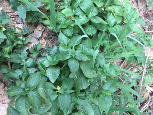 鼠曲草的功效与禁忌是什么(鼠曲草粑粑的功效与禁忌)-第2张图片-