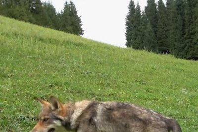 ​狼群里怎么样能一眼认出狼王