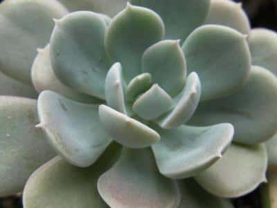 多肉,能晒太阳吗(多肉可以晒太阳吗)