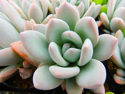 多肉,能晒太阳吗(多肉可以晒太阳吗)