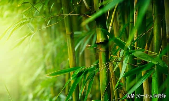 花中四君子梅兰竹菊是什么的象征(梅兰竹菊的象征意义)