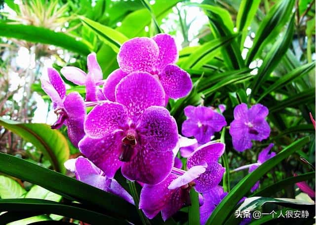 花中四君子梅兰竹菊是什么的象征(梅兰竹菊的象征意义)