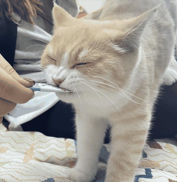 猫条对猫有什么作用(猫条是什么东西)