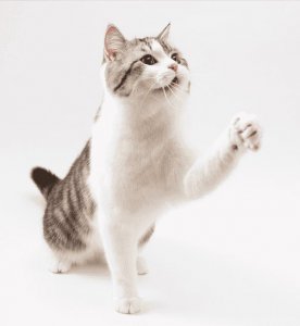 ​猫条对猫有什么作用（猫条是什么东西）