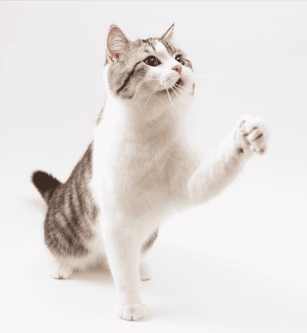 猫条对猫有什么作用(猫条是什么东西)