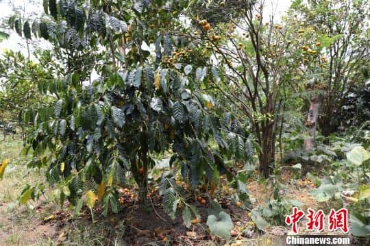 猫屎咖啡的品牌(猫屎咖啡原产地是哪个国家)