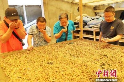 ​猫屎咖啡的品牌（猫屎咖啡原产地是哪个国家）