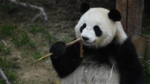 熊猫为什么需要保护(关于熊猫的资料大全)