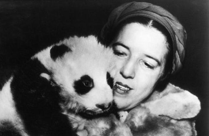 熊猫为什么需要保护(关于熊猫的资料大全)