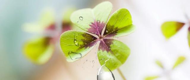 clover三叶草生物(Clover到底是三叶草还是四叶草)(2)