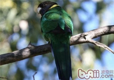 ​林肯港鹦鹉的寿命（林肯港鹦鹉小知识）